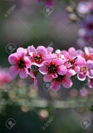Great prices and selection of flowering tree. Beautiful Australian Native Pink Tea Tree Flowers Leptospermum Stock Photo Picture And Royalty Free Image Image 132589495