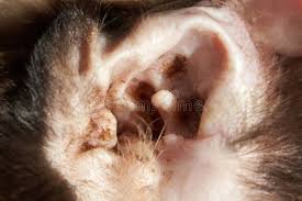 Image result for mold in the ear dog