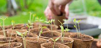 germination temperatures sowing vegetables in a frozen