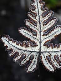 Image result for Parkeriaceae