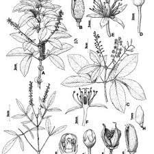 Image result for Laurembergia tetrandra