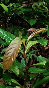 Image result for Tetracera