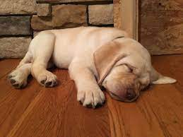 Our puppies that we have produced over the years have served in many roles ranging from work as a search and rescue dogs to being trained and working as therapy dogs. Labrador Retriever Puppies For Sale Cincinnati Oh Labrador Retriever Labrador Retriever Puppies Labrador