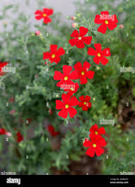 Image result for Jamesbrittenia huillana