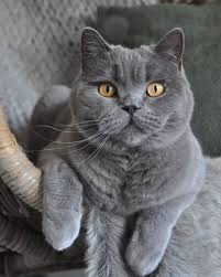 Belleza Gatuna Color Gris Cat Cats Catsofinstagram Catoftheday Catlovers Ilovecats Lovecats Meow Catlife C Grey Cats Cats British Shorthair Kittens