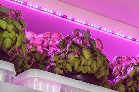 These hardy indoor species can survive and even thrive despite serious neglect. How To Grow Flowers Herbs And Vegetables Indoors