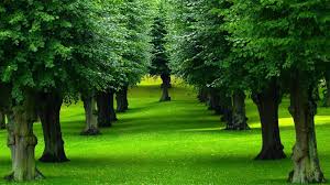 22,119 best background free video clip downloads from the videezy community. Beautiful Green Tree Background Image Hd Cool Wallpaper Speak For The Trees
