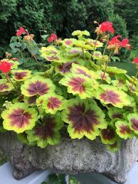 Indian Dune Geranium In My Favorite Container Easy To Propagate From Cuttings Geranium Plant Geraniums Flower Pots
