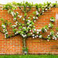 Protect Your Fruit Trees – DIY Espalier Orchard event image