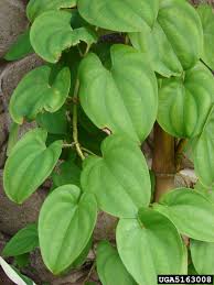 Image result for Dioscorea dregeana