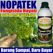 Baik pada manusia maupun pada tanaman, penyakit virus (viral disease) disebarkan oleh vektor (hewan pembawa). Nopatek Obat Hama Penyakit Bercak Pada Daun Terong Paling Ampuh Bisa Untuk Daun Semua Jenis Tanaman Lazada Indonesia