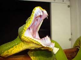 Emerald tree boa corallus caninus. Lazy Emerald Tree Boa Eden Eating Check Out Those Teeth Video Dailymotion