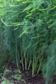 The Perennial Asparagus Stalks Require Dedicated Room To Call Their Own Two Years Maturity Pays Huge Dividends For Plants Growing Asparagus Growing Vegetables