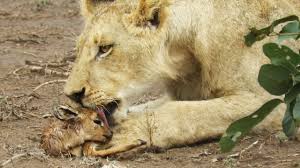 When The Lion Lies Down With The Lamb Youtube