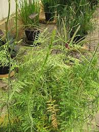 Image result for Asparagus migeodii