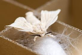 カイコ 虫の写真と生態なら昆虫写真図鑑 ムシミル