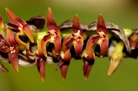 Image result for Bulbophyllum cochleatum