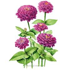 Check spelling or type a new query. Giant Purple Zinnia Seeds Flowers Botanical Interests