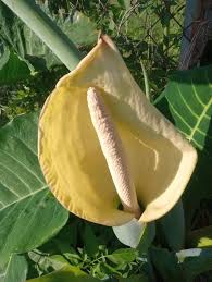 Image result for Anchomanes