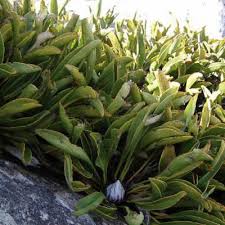 Image result for Ascolepis protea
