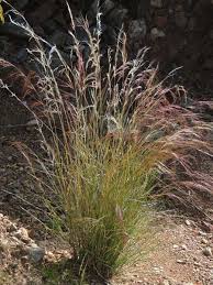 Image result for Aristida diffusa