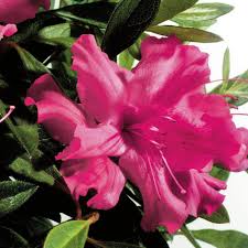 Love is in the air, and as usual, we're crazy about encore azaleas! Encore Azalea 3 Gal Autumn Sundance Encore Azalea Shrub With Magenta Pink Reblooming Flowers 80423 The Home Depot