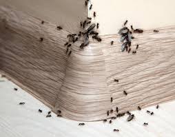 Contact us for a pest control & exterminator estimate! Reliable Ant Pest Control Services In Buffalo Ny