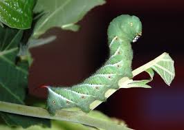 If you've ever noticed these green worms on your tomato plants, this is cause for alarm! Envirotip 1 Tomato Hornworms Feeling The Love The Resilient Activist