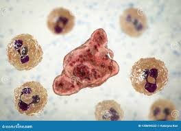 Pam Stock Illustrations