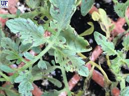 Image result for tomato seedling xanthomonas vesicatoria
