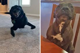 14 Dogs Posts From This Week That Ll Make You Say Welp Time To Adopt A Dog Dog Adoption Dogs Dog Rates