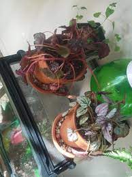 Both Rex Begonias Both Dying Help Gardening