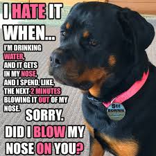 Funny Rottweiler Memes And Pictures Only At Www Rottweilerpov Com Like Comment Share And Subscribe For More Cute Animal Memes Rottweiler Love Rottweiler