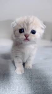 Kittens Missed You All How Have You Been Missyou Babykitten Scottishfold Nursery