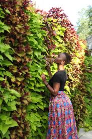 Check spelling or type a new query. Vertical Columns Of Sweet Potato Vine And Coleus Livewall Green Wall System