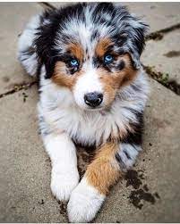 Everything We Admire About The Australian Shepherd Pups Australianshepherdsinstagram Australianshepherdlov Cute Baby Dogs Baby Dogs Australian Shepherd Dogs