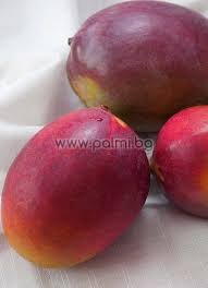 See full list on pfaf.org Mangifera Indica Cv Sensation Mangobaum Sensation Von Botanischem Garten Plovdiv Bulgarien