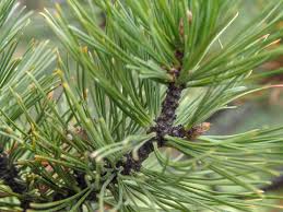 5 out of 5 stars. Limber Pine Branches Flexible Enough You Can Tie Them In Knots What Tree Where