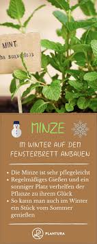 Pflanzen Fur Die Fensterbank 12 Krauter Gemuse Plantura Pflanzen Minze Pflanzen Fensterbrett
