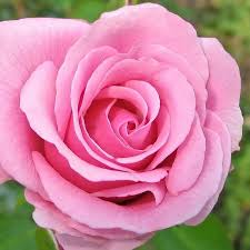 Image result for Rosa