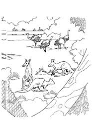 Ausmalbild Kangurus Im Zoo Zum Ausdrucken