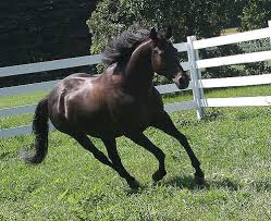 Wh is the number of whole hands and fh is any fraction of a hand. American Quarter Horse Wikihorses Fandom