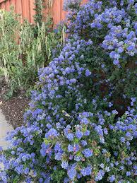 Image result for Ficalhoa laurifolia