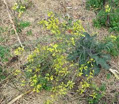 Collard greens are traditionally cooked with fatty, indulgent meats. Saving Collard Seed Happy Acres Blog