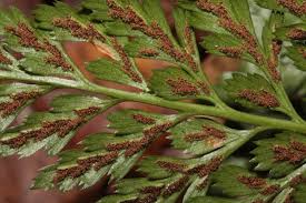 Image result for Aspleniaceae