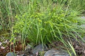 Image result for Carex brassii