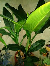 Dieffenbachia Planta Chucha Una Hermosa Planta De La Casa Con Grandes Hojas Suelen Llamarla Chucha Jardineria Y Plantas Plantas Jardin Maceteros De Jardin