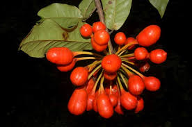 Image result for Uvaria tanzaniae