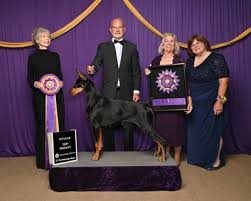 Image result for Nile Green 1949 Nash