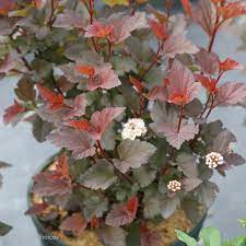Clusters of white flowers cover the plant in late spring, and these age to attractive red seed heads. Ginger Wine Ninebark Physocarpus Opulifolius Proven Winners